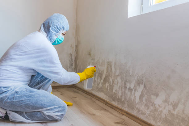 Licensed Black Mold Remediation service in Columbia, IL - 24 Hour Mold Removal