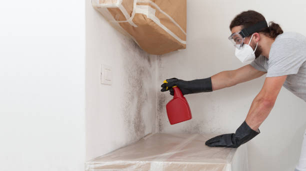 Professional Black Mold Remediation technician working in Columbia, IL