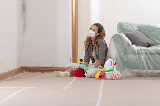 Reliable Black Mold Remediation contractor in Columbia, IL by 24 Hour Mold Removal