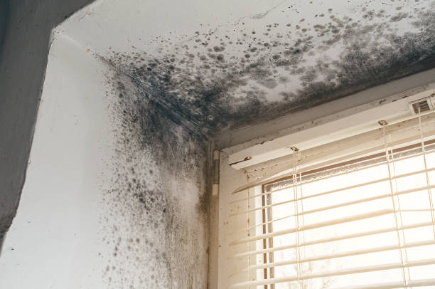 Affordable Black Mold Remediation solutions in Columbia, IL