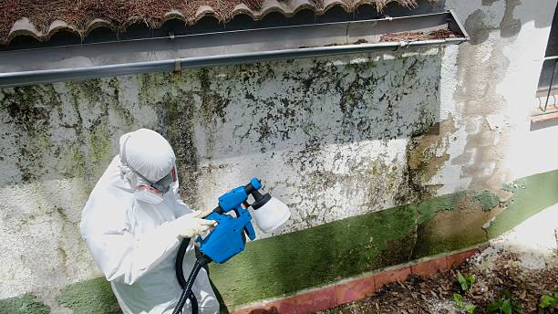 Top rated local Black Mold Remediation specialists in Columbia, IL